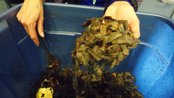 Worm Composting 6 Worm Composting 6